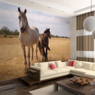 Fototapeta - Koń i źrebię na stepie
