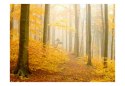 Fototapeta - Las, Jesień, Drzewa