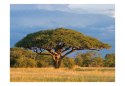 Fototapeta - Afrykańska sawanna
