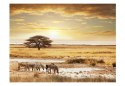 Fototapeta - Afryka, zebry, sawanna