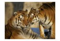 Fototapeta - Dwa tygrysy