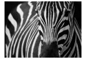 Fototapeta - Zebra afrykańska