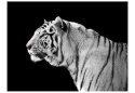 Fototapeta - Biały tygrys syberyjski