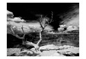 Fototapeta - Wielki kanion, drzewo