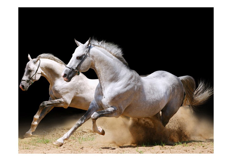 Fototapeta - Białe konie w galopie