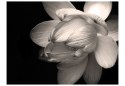 Fototapeta - Duży Kwiat Lotosu 3D