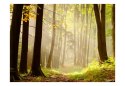 Fototapeta - Ścieżka w lesie, drzewa