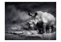 Fototapeta - Czarno-biały Nosorożec
