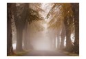Fototapeta - Drzewa, alejka we mgle