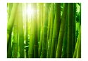 Fototapeta - Zielona, Natura, Bambus