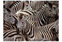 Fototapeta - Stado, zebry, afryka