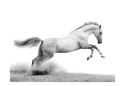 Fototapeta - Biały koń w galopie