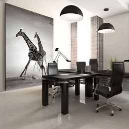 Fototapeta - Czarno-biała, Żyrafy