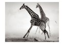 Fototapeta - Czarno-biała, Żyrafy