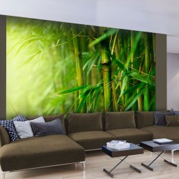 Fototapeta - dżungla - bambus