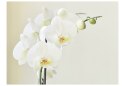Fototapeta - Biała orchidea