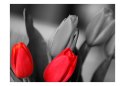 Fototapeta - Czerwone tulipany