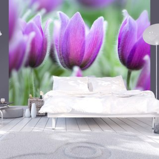 Fototapeta - Fioletowe tulipany, Wiosna