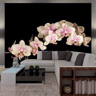 Fototapeta - Kwitnąca orchidea, Czerń