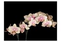 Fototapeta - Kwitnąca orchidea, Czerń