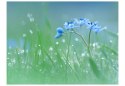 Fototapeta - Niebieskie kwiaty Natura