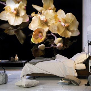 Fototapeta - Orchidee Ecru, Czerń