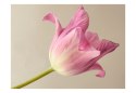 Fototapeta - Elegancki Różowy Tulipan