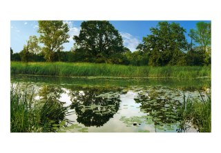 Fototapeta Samoprzylepna - 490x280 Jezioro i Drzewa