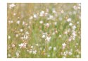 Fototapeta - Białe kwiaty na łące