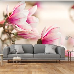 Fototapeta - Gałąź i kwiaty magnolii