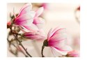 Fototapeta - Gałąź i kwiaty magnolii