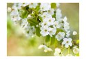 Fototapeta - Natura, kwiaty wiśni