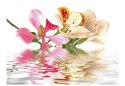 Fototapeta - Kwiaty Storczyka, tropik