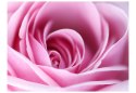 Fototapeta - Różowa róża, płatki