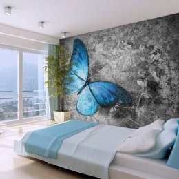 Fototapeta - Niebieski motyl, szare tło