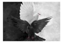 Fototapeta - Czarny i biały ptak