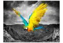 Fototapeta - Kolorowa papuga, Ara