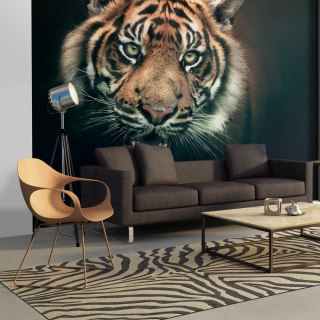 Fototapeta - Tygrys bengalski, czarna