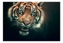 Fototapeta - Tygrys bengalski, czarna