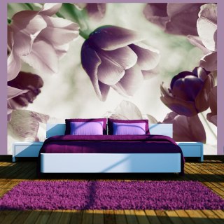 Fototapeta - Fioletowe kwiaty Tulipan