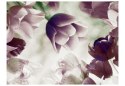 Fototapeta - Fioletowe kwiaty Tulipan