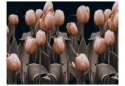 Fototapeta - Tulipany, Sepia, Kwiaty