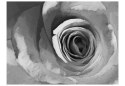 Fototapeta - Czarno-biała Róża