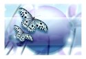 Fototapeta - Błękitne motyle 3D