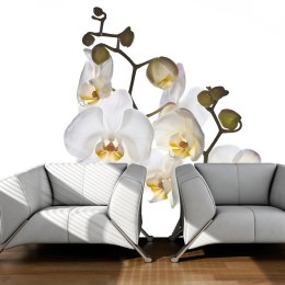 Fototapeta - BIałe kwiaty - Orchidee