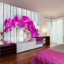 Fototapeta - Fioletowe Orchidee