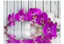 Fototapeta - Fioletowe Orchidee