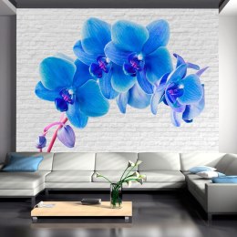 Fototapeta - Błękitne orchidee