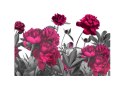 Fototapeta - Fioletowe kwiaty, łąka