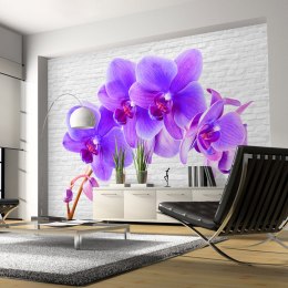 Fototapeta - Fioletowy kwiat Orchidea